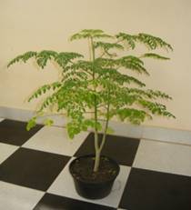 Cây giống Chùm Ngây